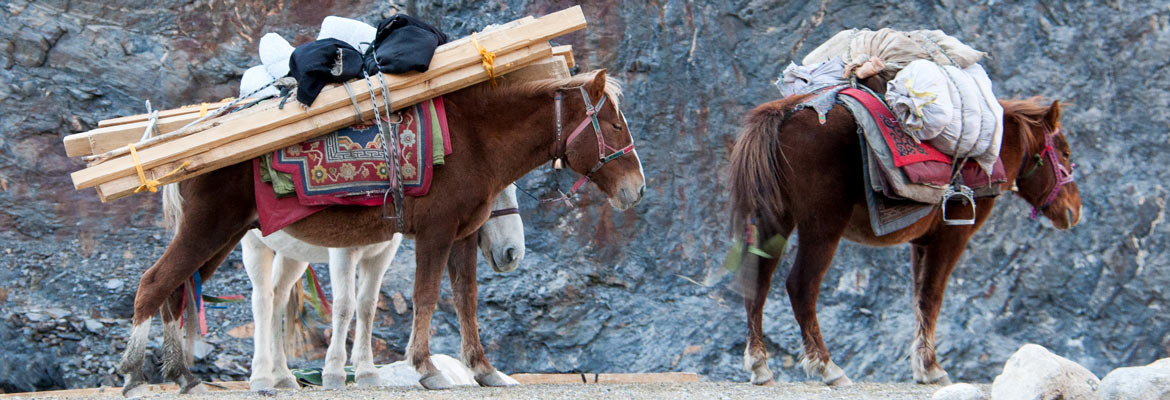 3horses-1170 3horses-1170