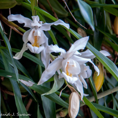 Swain-20150316-321-50