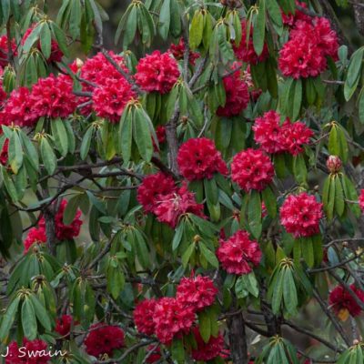Swain-20150317-361-57