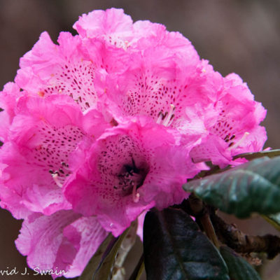 Swain-20150318-397-61