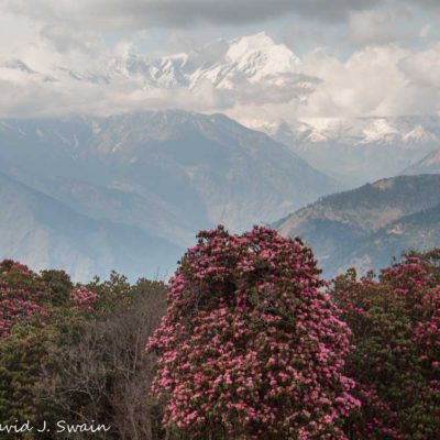 Swain-20150319-581-85