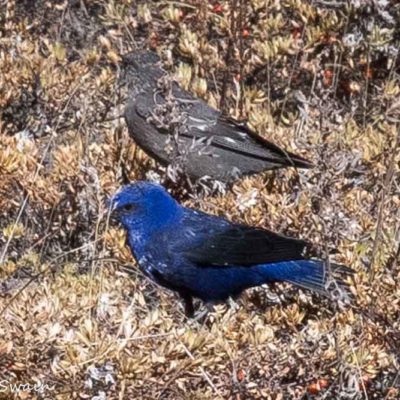 Swain-Date-20161022-58-79