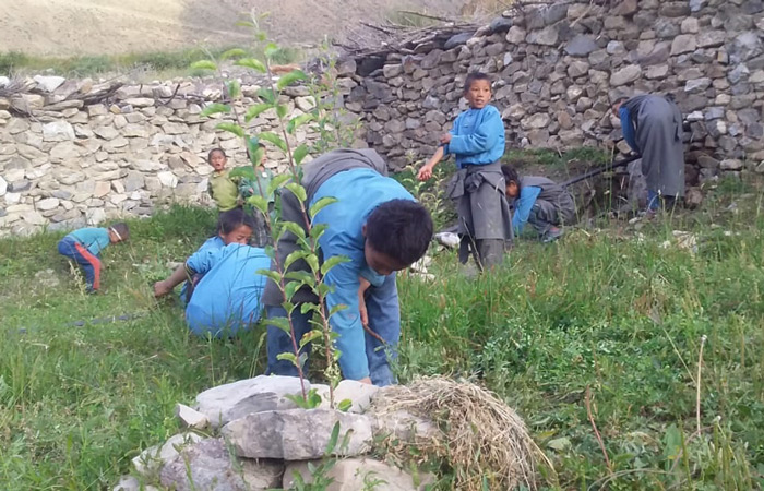 cleaning-the-bushes-in-apple-farming-700