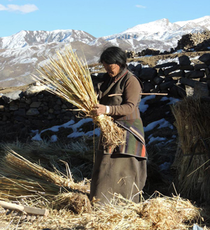 harvest300